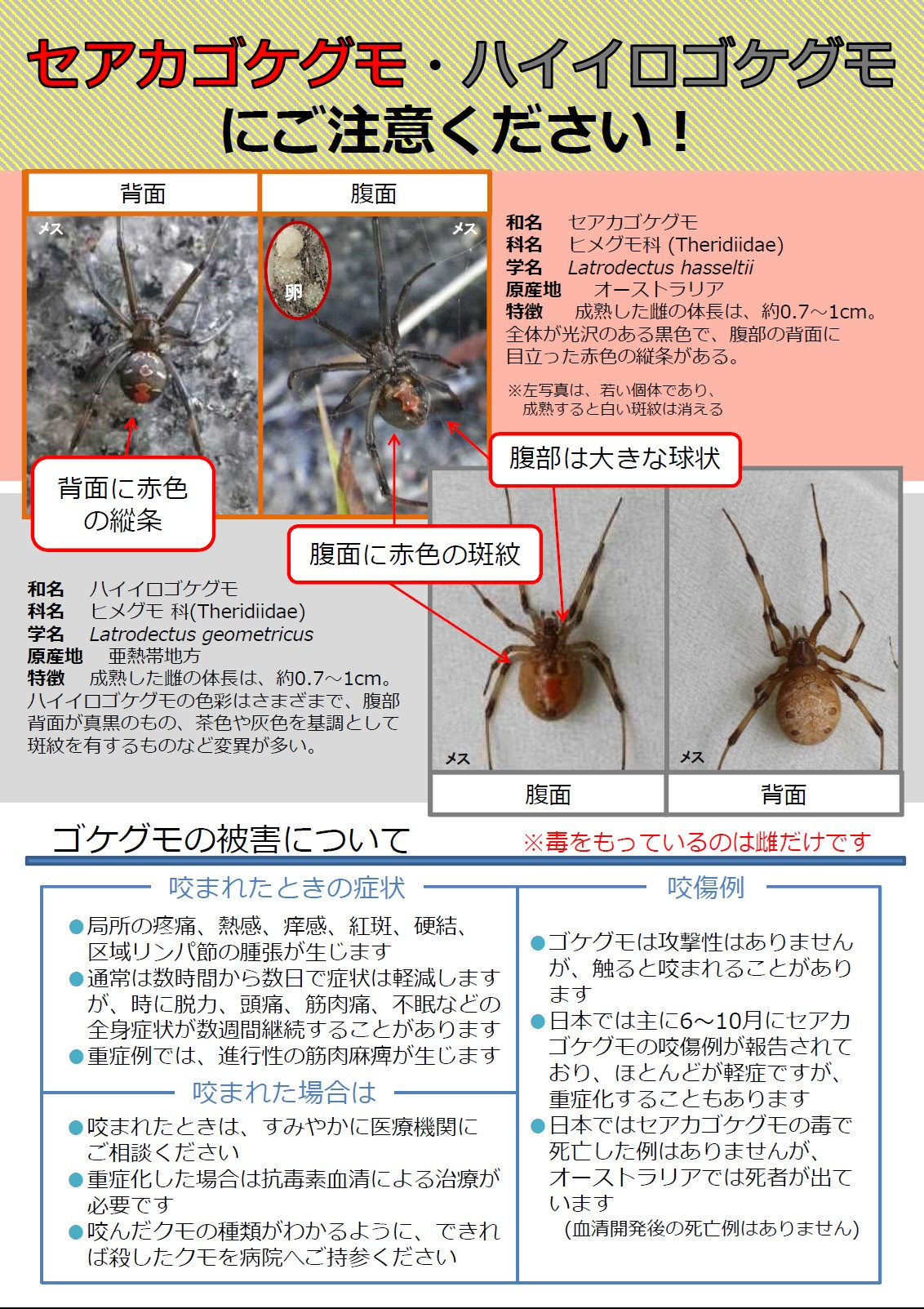 セアカゴケグモ注意喚起